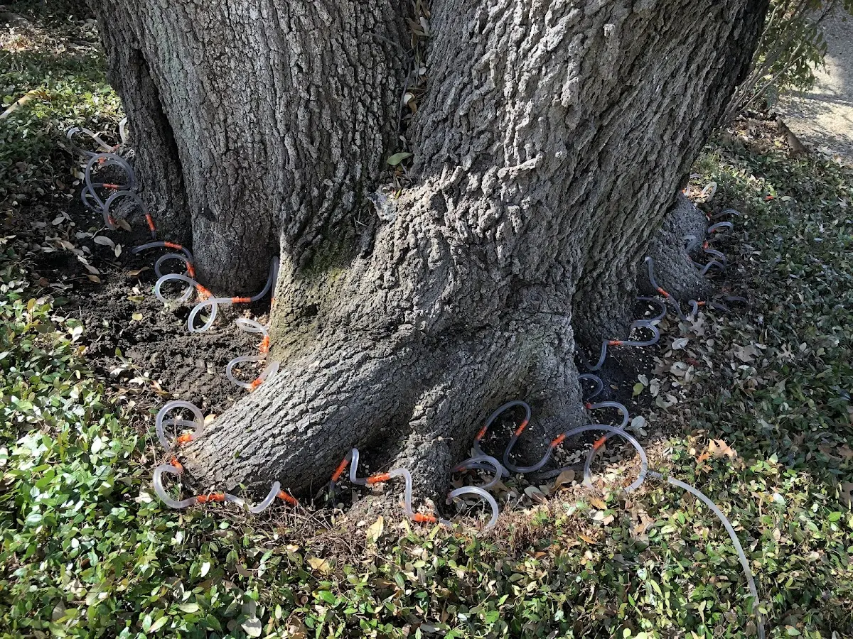 Detailed Tree Cabling and Bracing job site in Lonepine