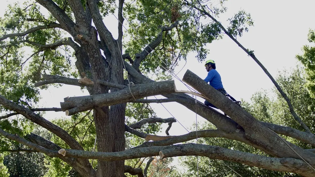 Professional Crown Thinning performed by certified arborists in Lonepine