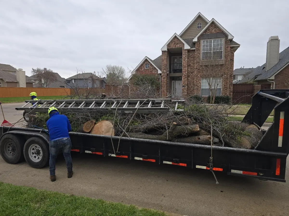Expert Tree Removal with proper safety equipment in Lonepine